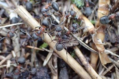 <i>Formica pratensis</i>