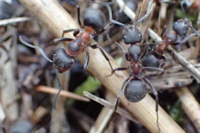 <i>Formica pratensis</i>