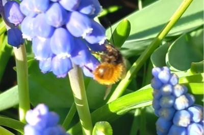 <i>Osmia bicornis</i>