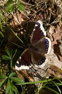 <i>Nymphalis antiopa</i>