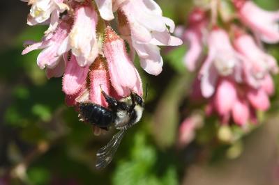 <i>Andrena</i>