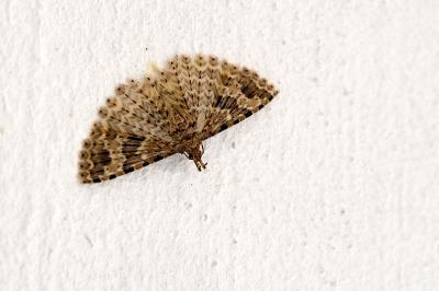 <i>Alucita hexadactyla</i>