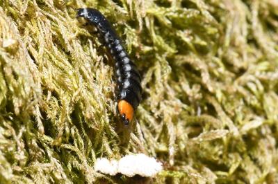 <i>Lygistopterus sanguineus</i>