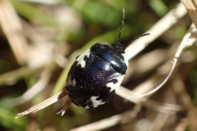 <i>Tritomegas rotundipennis</i>