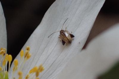 <i>Longitarsus</i>
