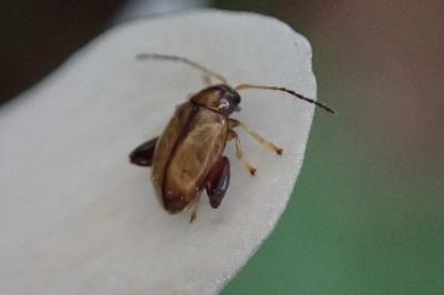 <i>Longitarsus</i>