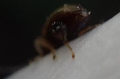 <i>Longitarsus</i>