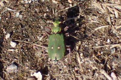 <i>Cicindela campestris</i>
