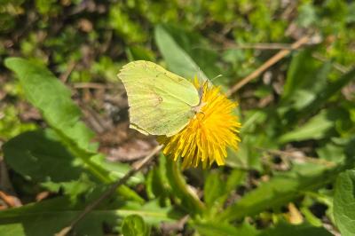Gonepteryx rhamni