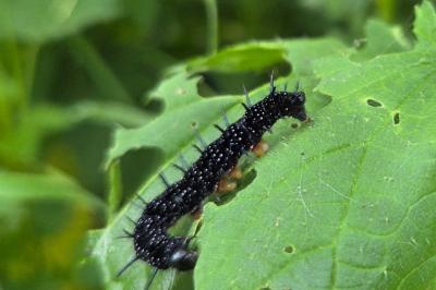 <i>Aglais io</i>