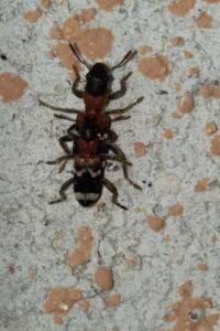 <i>Thanasimus formicarius</i>