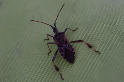 <i>Leptoglossus occidentalis</i>