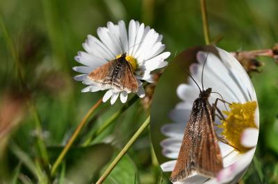 <i>Pyrausta despicata</i>