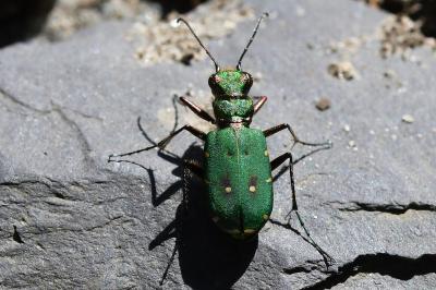 <i>Cicindela campestris</i>