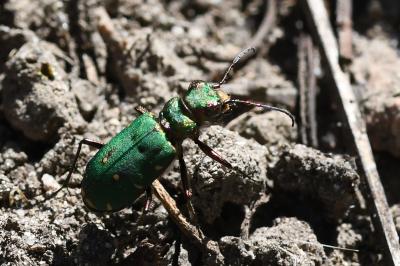 <i>Cicindela campestris</i>