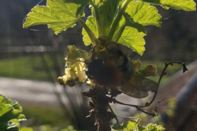 <i>Andrena fulva</i>