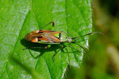 <i>Actinonotus pulcher</i>