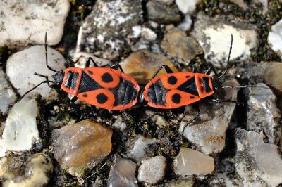 <i>Pyrrhocoris apterus</i>