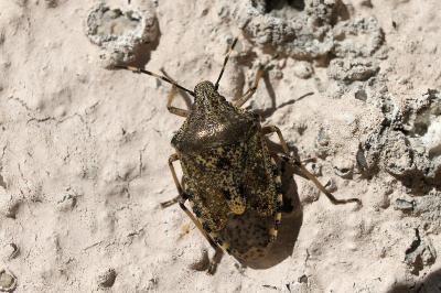 <i>Rhaphigaster nebulosa</i>