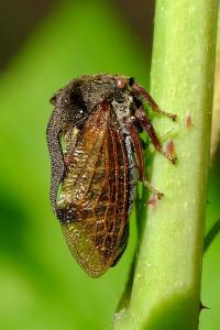 <i>Centrotus cornutus</i>