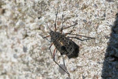 <i>Tuberolachnus salignus</i>