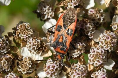 <i>Corizus hyoscyami</i>