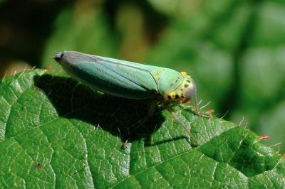 <i>Cicadella viridis</i>