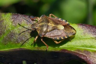 <i>Carpocoris purpureipennis</i>