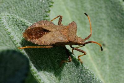 <i>Coreus marginatus</i>