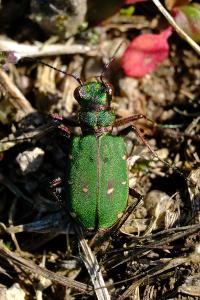 <i>Cicindela campestris</i>