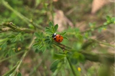 <i>Coccinella septempunctata</i>