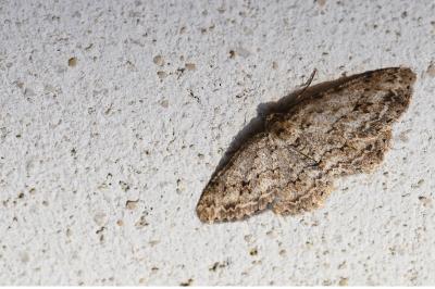 <i>Ectropis crepuscularia</i>