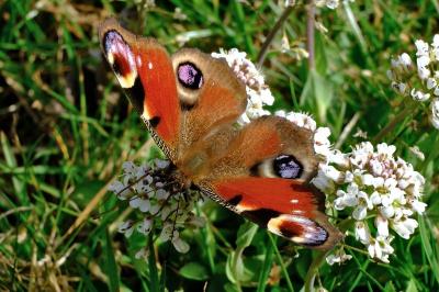 <i>Aglais io</i>