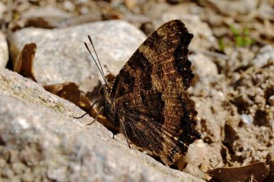 <i>Nymphalis polychloros</i>