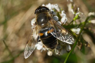 <i>Eristalis tenax</i>