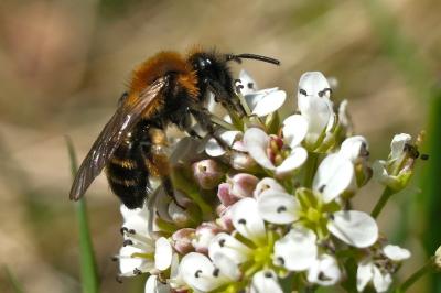 <i>Andrena bicolor</i>