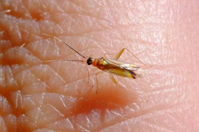 <i>Campyloneura virgula</i>