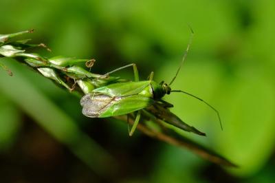 <i>Calocoris affinis</i>