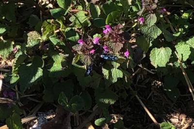 <i>Xylocopa violacea</i>