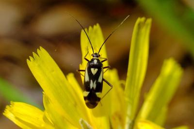 <i>Grypocoris sexguttatus</i>
