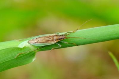 <i>Stenodema holsata</i>