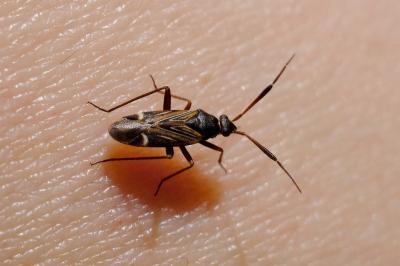 <i>Cremnocephalus alpestris</i>