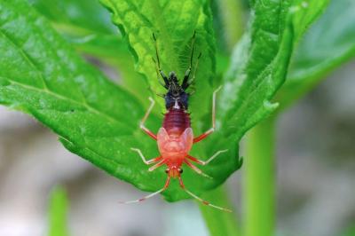 <i>Deraeocoris ruber</i>