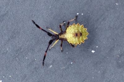 <i>Enoplops scapha</i>