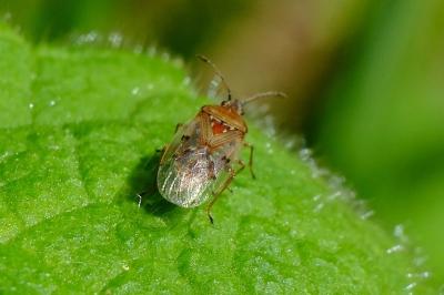 <i>Kleidocerys resedae</i>