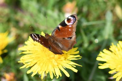 <i>Aglais io</i>