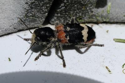 <i>Clerus mutillarius</i>