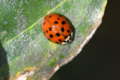 <i>Harmonia axyridis</i>