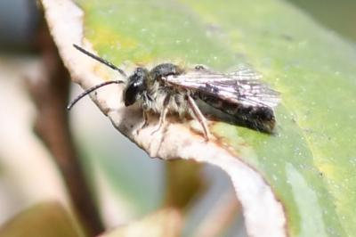 <i>Andrena</i>