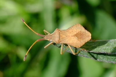 <i>Syromastus rhombeus</i>